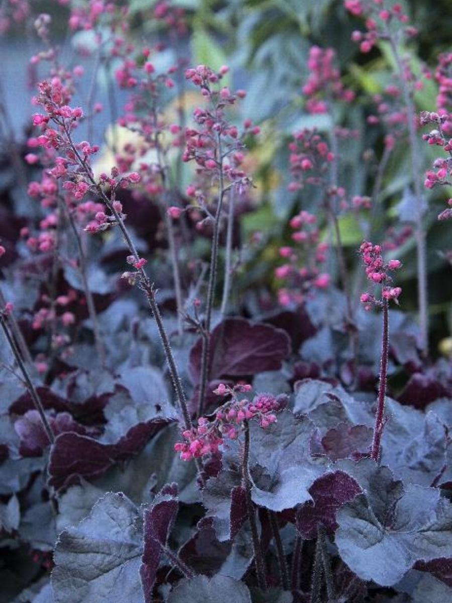 Heuchera 'Black Forest Cake' 1G